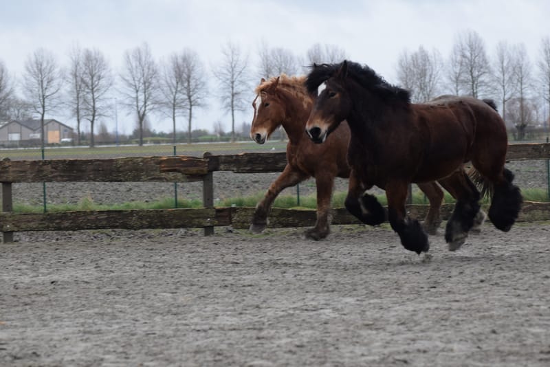 leren paarden fotograferen