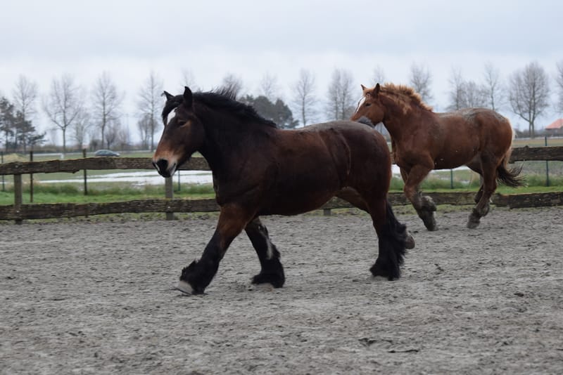 leren paarden fotograferen