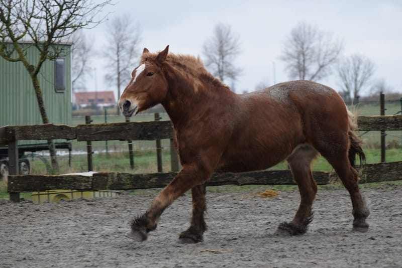 leren paarden fotograferen