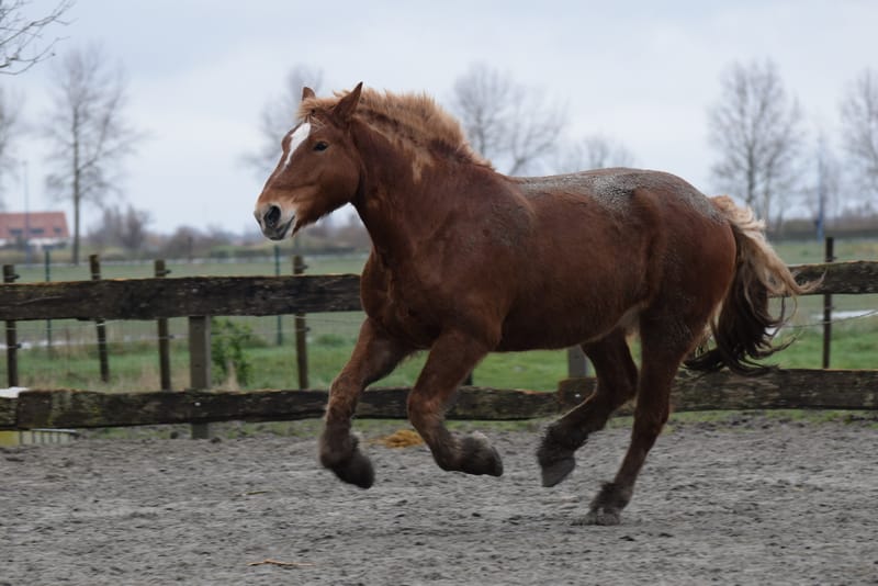 leren paarden fotograferen
