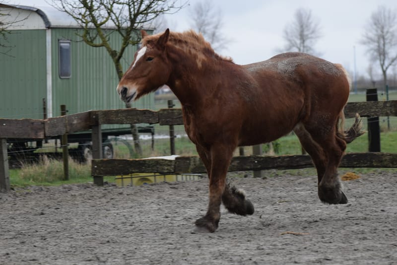 leren paarden fotograferen