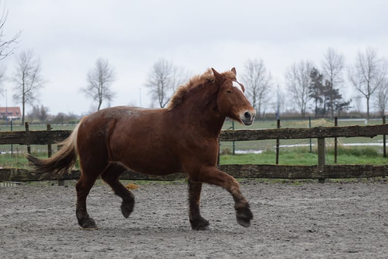 leren paarden fotograferen