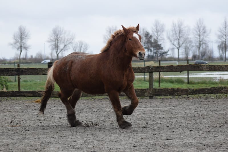 leren paarden fotograferen
