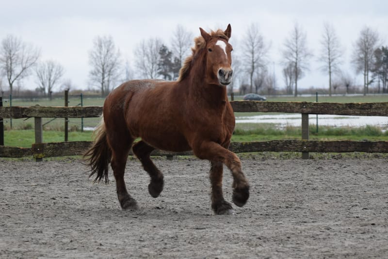leren paarden fotograferen