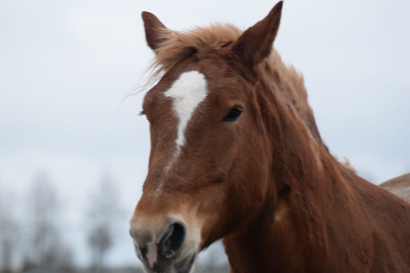 leren paarden fotograferen