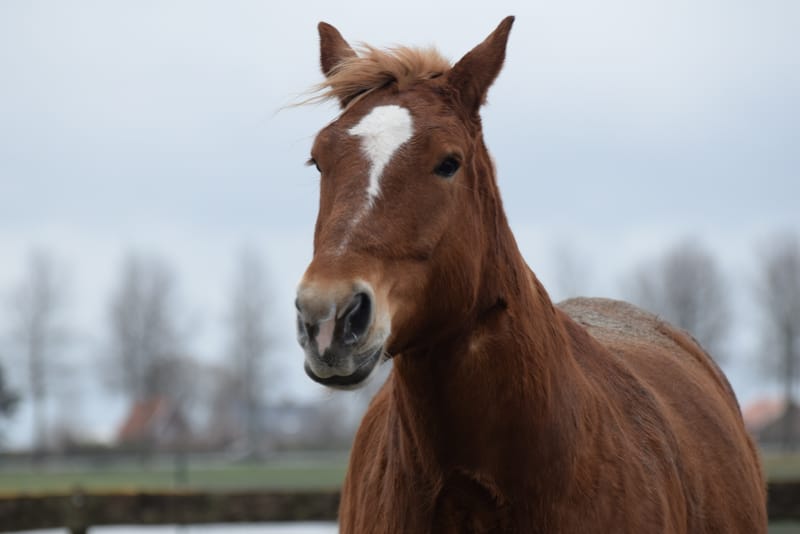 leren paarden fotograferen