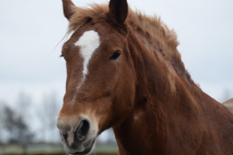 leren paarden fotograferen