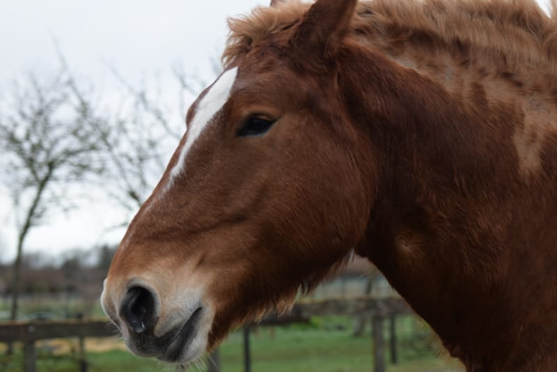 leren paarden fotograferen