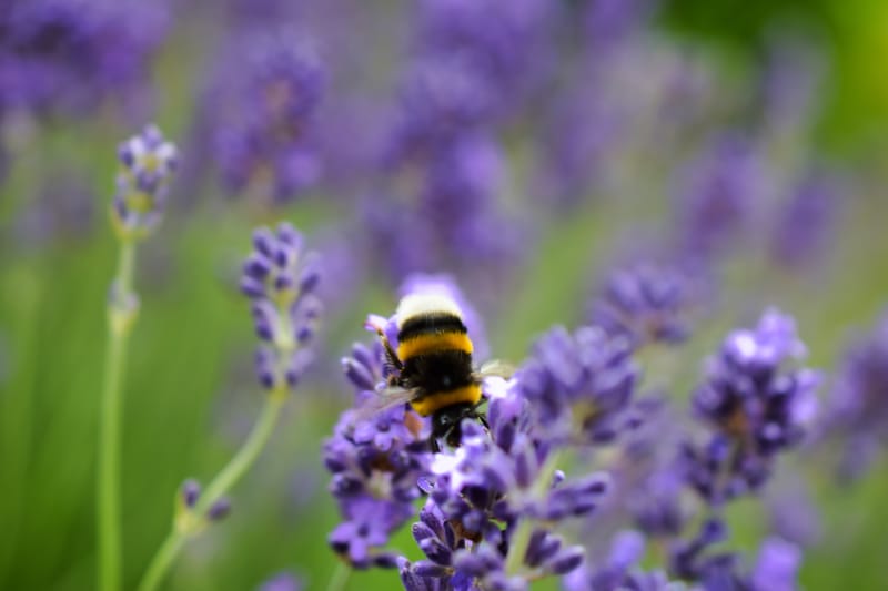 homel's op lavendel struik 