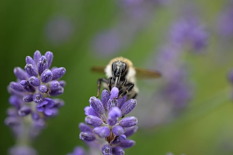 homel's op lavendel struik 