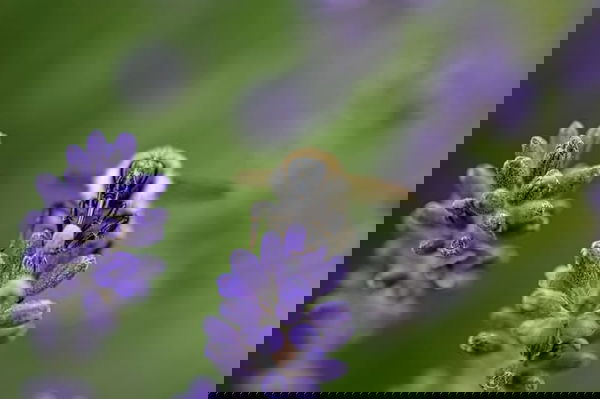 homel's op lavendel struik 