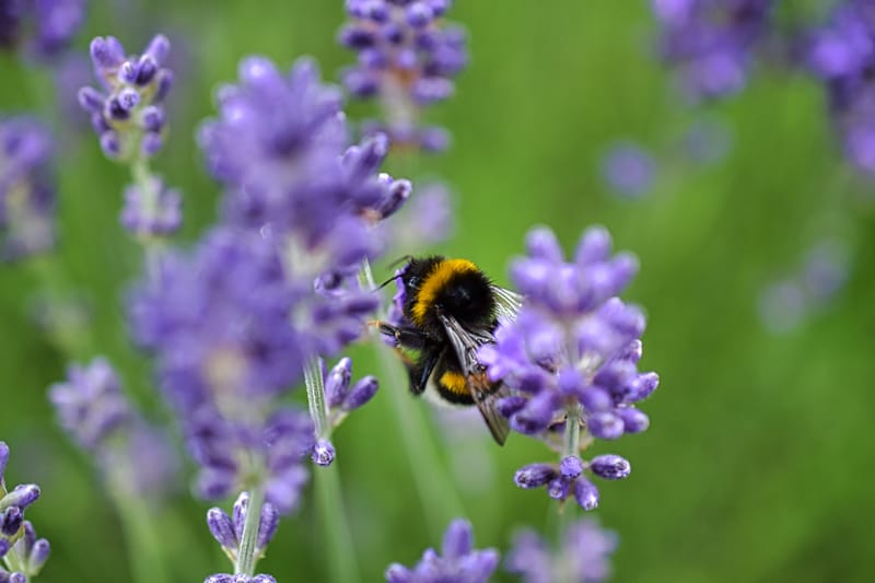 homel's op lavendel struik 