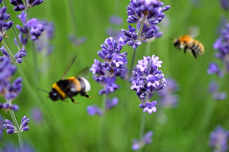 homel's op lavendel struik 