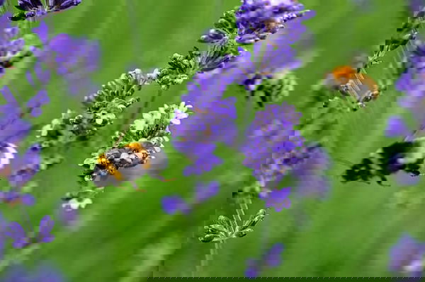 homel's op lavendel struik 