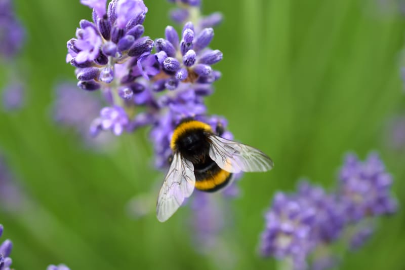 homel's op lavendel struik 