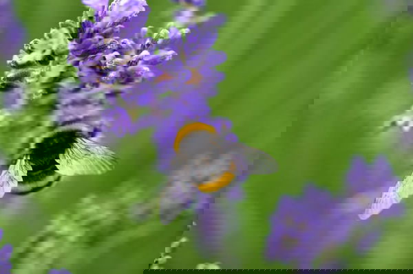 homel's op lavendel struik 