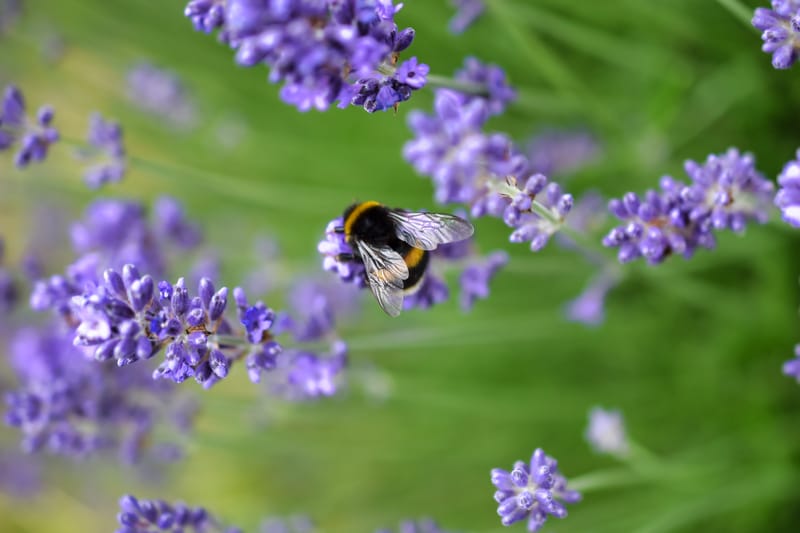 homel's op lavendel struik 