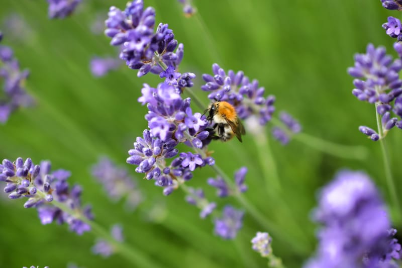 homel's op lavendel struik 