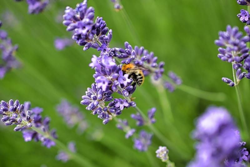 homel's op lavendel struik 
