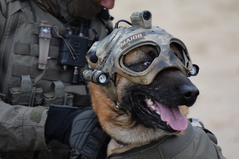K9 dag 