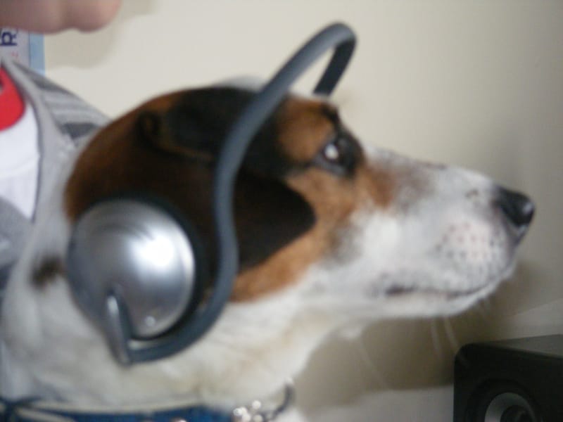 I'M ONLY TALKING TO MY DOG TODAY (Smudge Part 2)