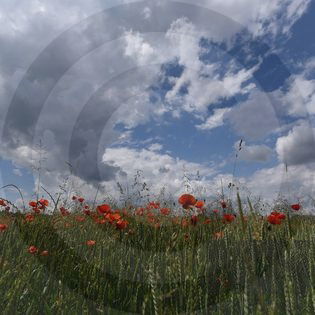 Die CO 2 Bilanz reduzieren: einfach im Alltag!