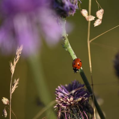 Umwelt oder Mitwelt?