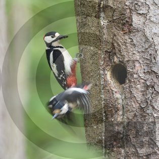 Warum Spechte keinen Schutzhelm brauchen