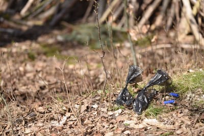 Plastikmüll – die (un)sichtbare Dimension