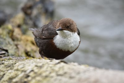 Extinction of experience – der Verlust an Naturerfahrung