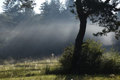 Ökosystemleistungen