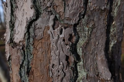 Das Gute leben in einem guten Leben