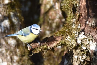 Geteilte Freud ist doppelte Freud? Zur Sharing Economy