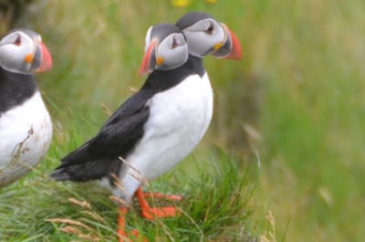 Die abgewendete Apokalypse oder die Lust am schleichenden Ableben