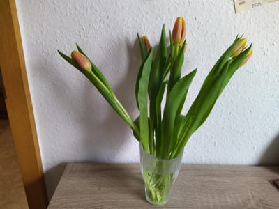 Weh mir, wo nehm’ ich, wenn es Winter ist, die Blumen,