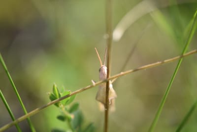 Schätze vor der Haustür: Local patch