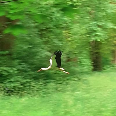 Naturerleben, das stille Glück und die Polyvagal Theorie