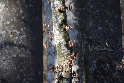 Ordentlich Holz vor der Hütte,