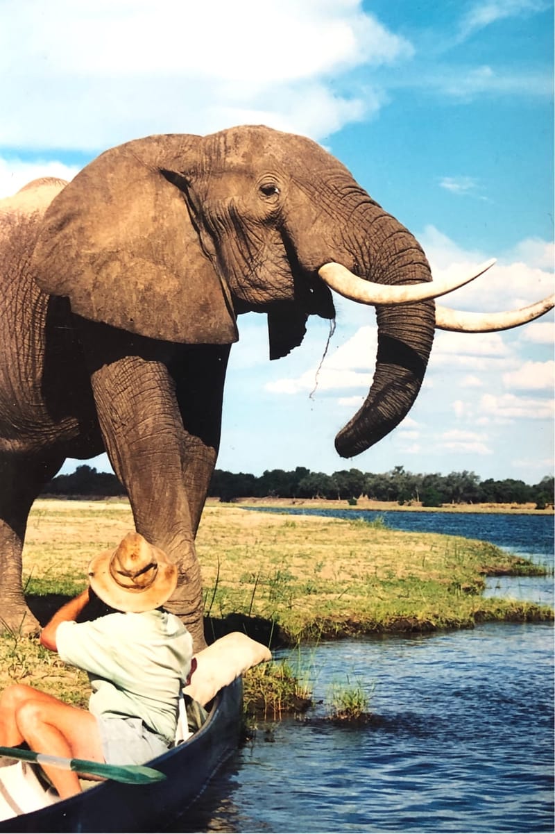 MANA POOLS, ZIMBABWE.