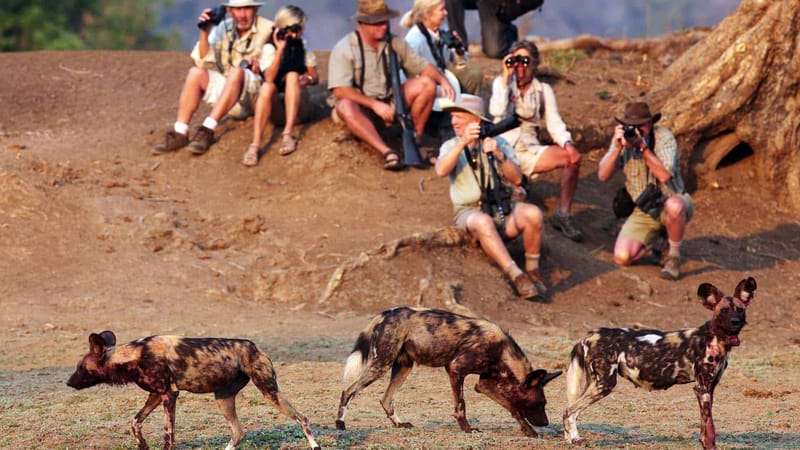 MANA POOLS, ZIMBABWE.
