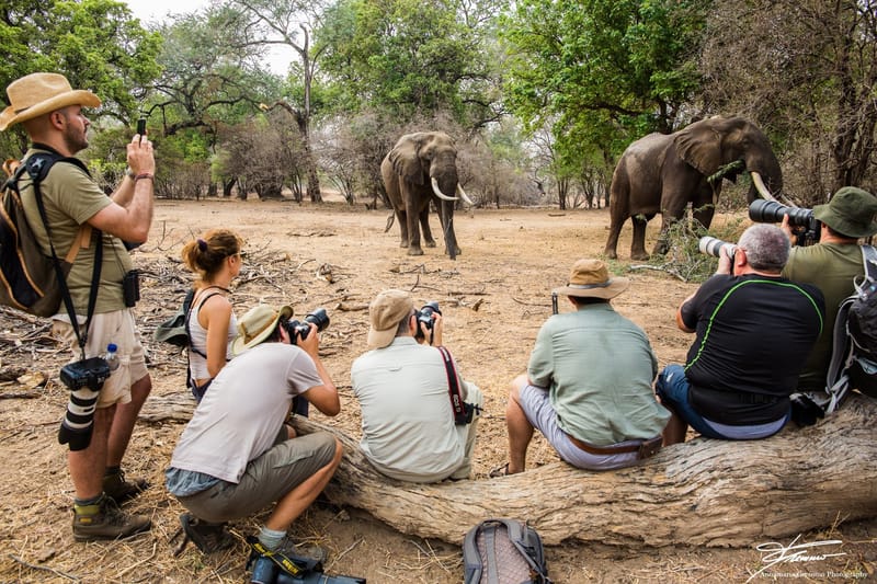 MANA POOLS, ZIMBABWE.