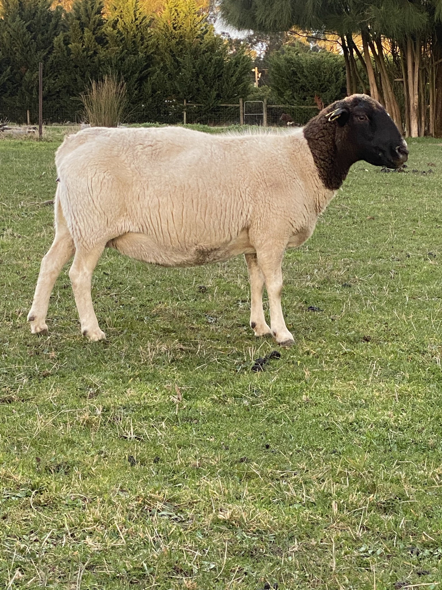 Rista (T3) Classed Dorper ewe 2013 drop