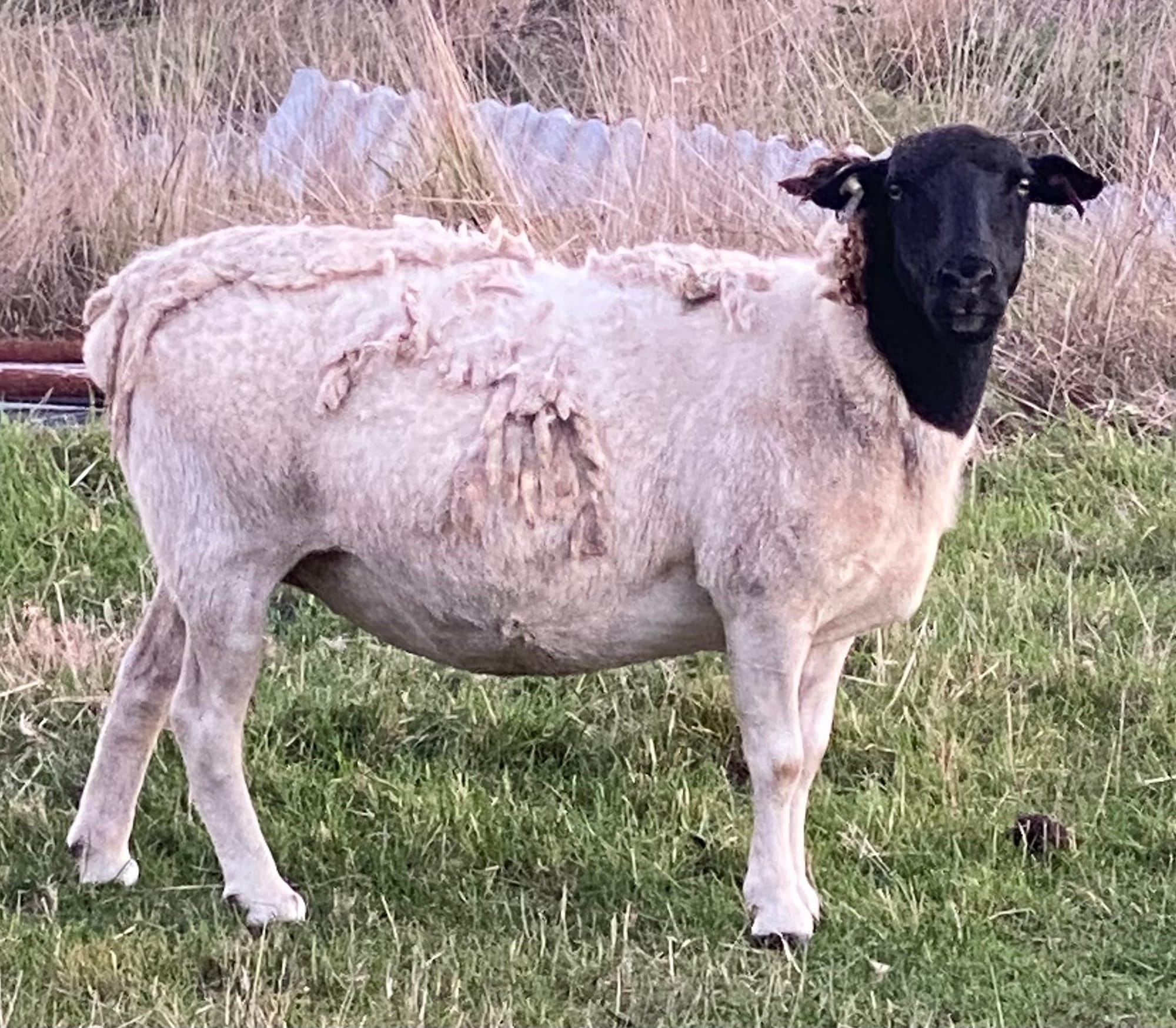 Lexi STUD classed dorper 2017 drop
