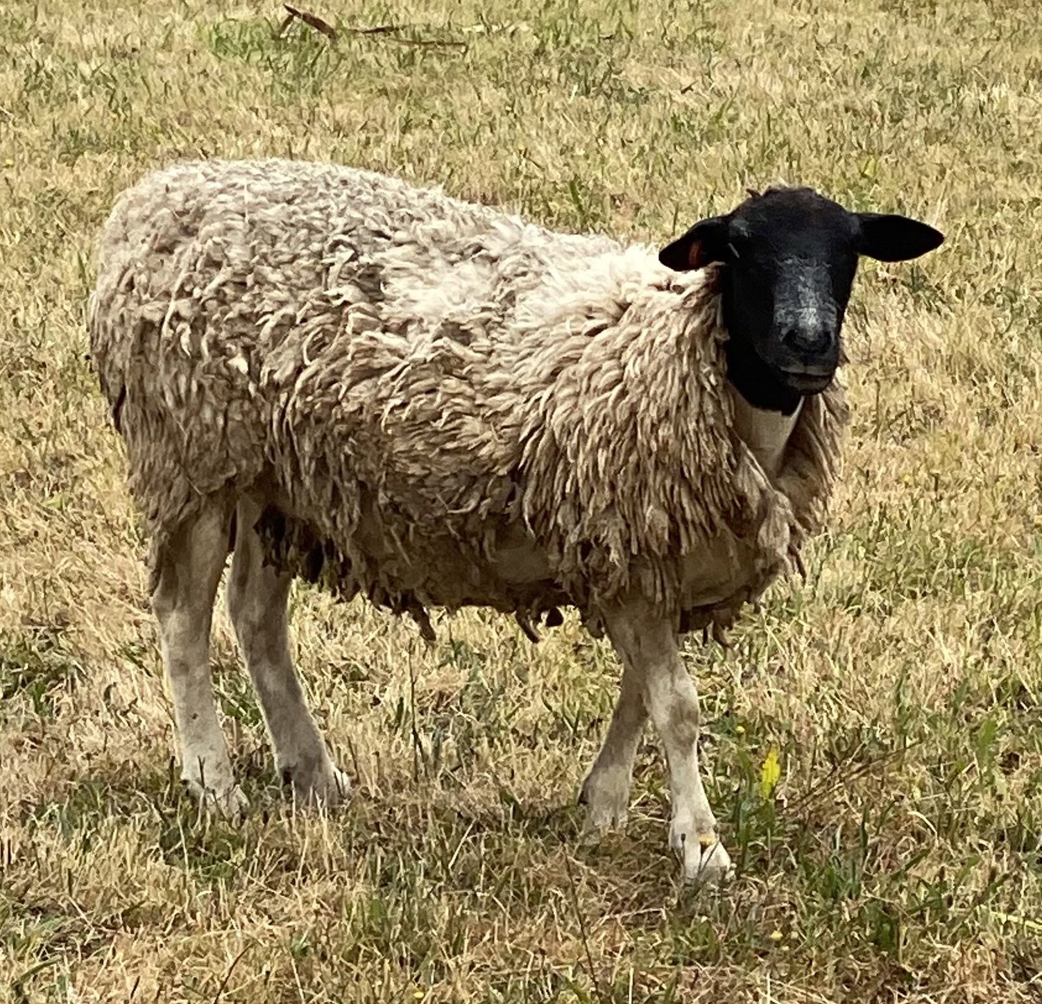 Hestia pure dorper ewe 2018 drop