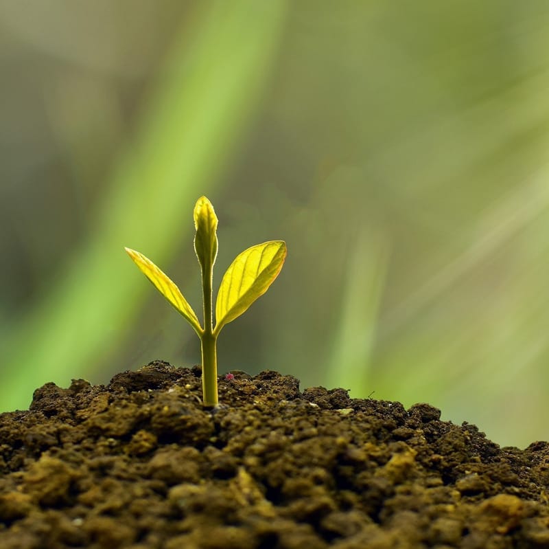 Growth - Tăng trưởng