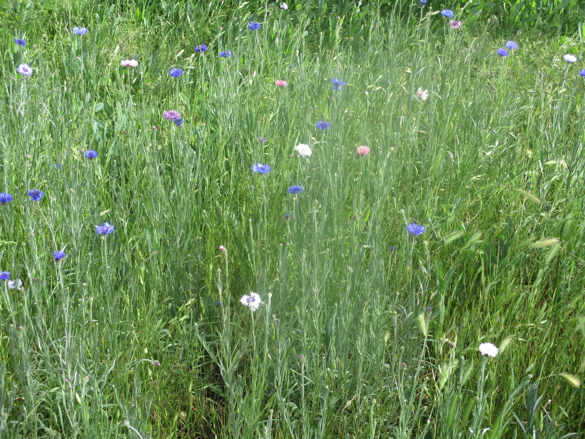 Flowers in the garden
