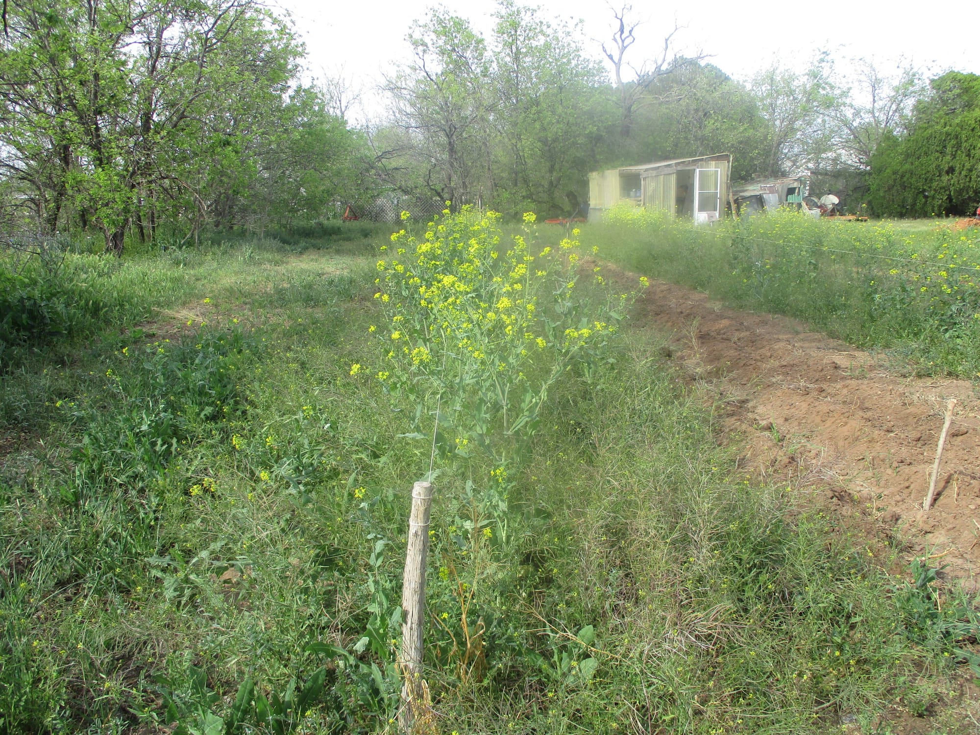 Flowers in the garden