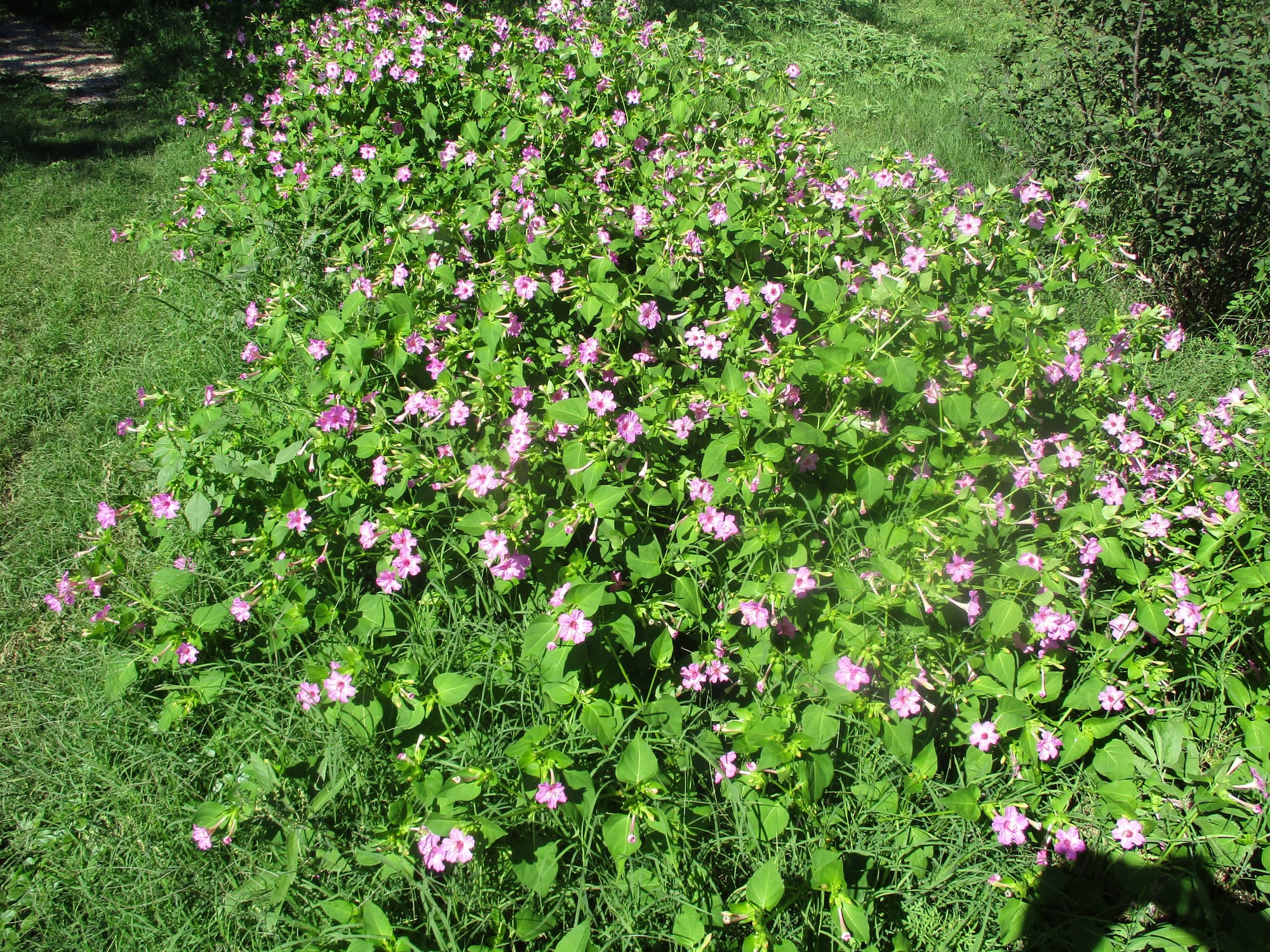 Flowers in the garden