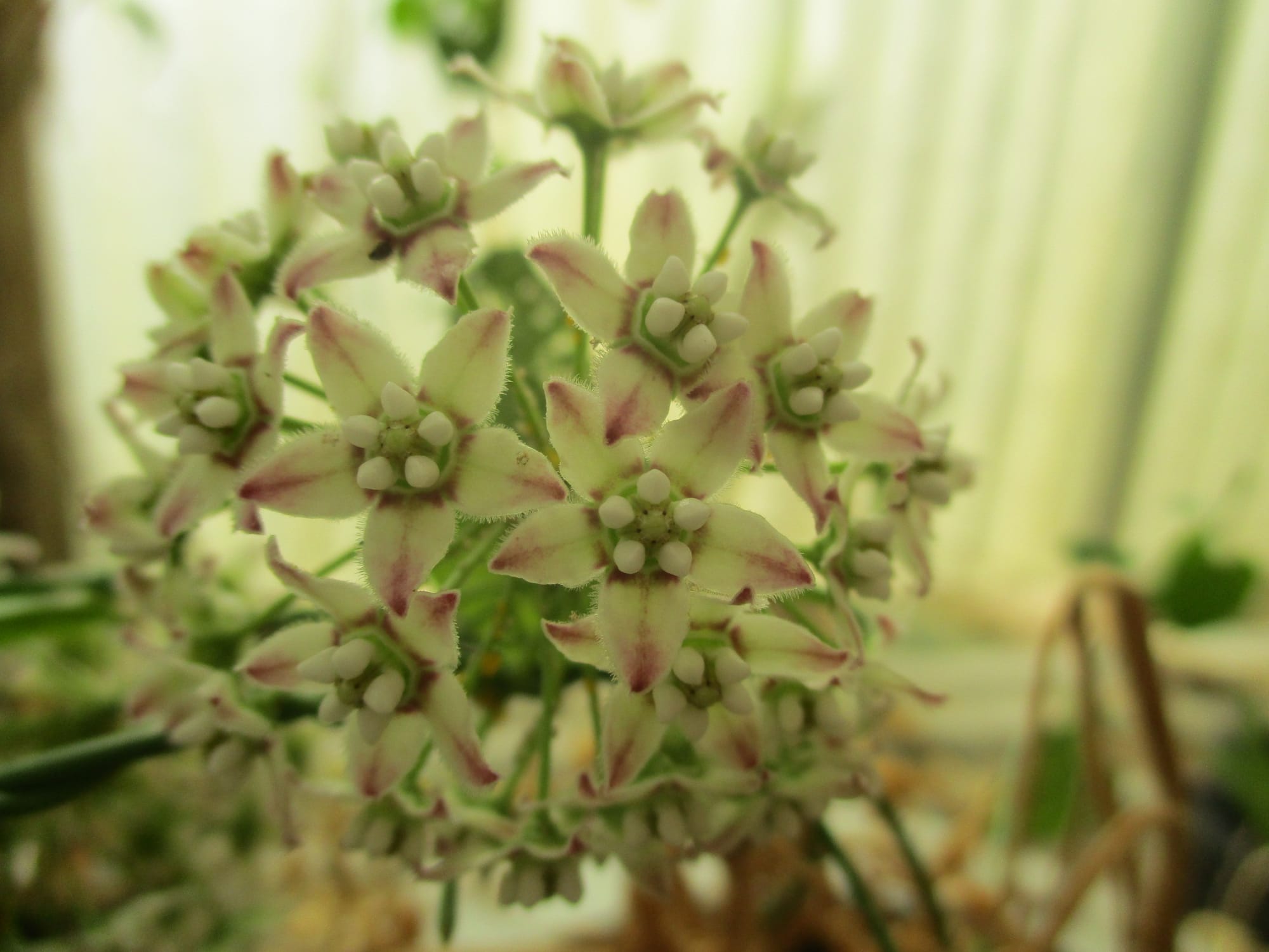 Flowers in the garden