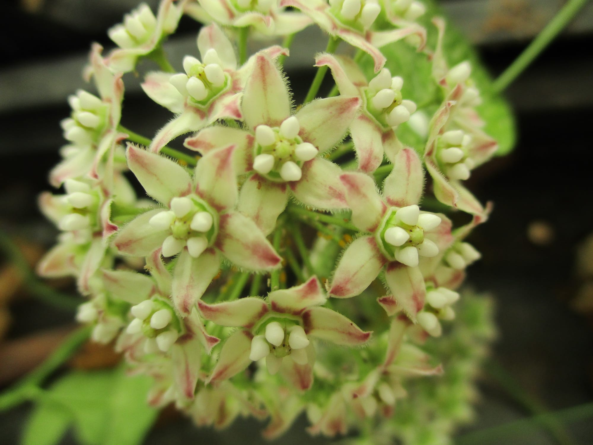 Flowers in the garden